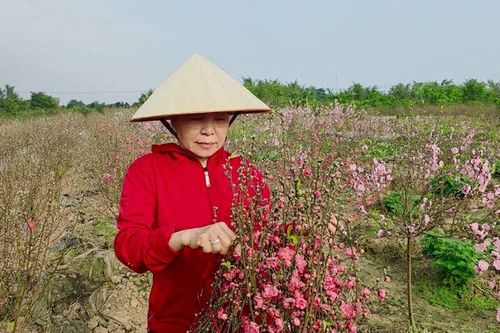 Người trồng đào đứng trước nguy cơ trắng tay do hoa nở sớm