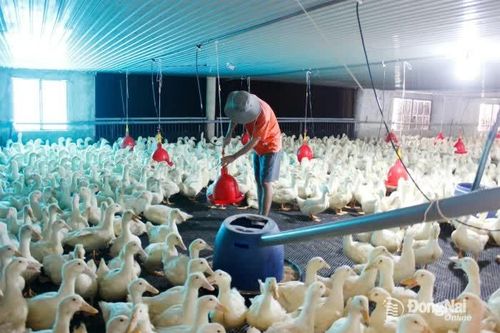 Đồng Nai tìm cách nâng giá trị cho ngành chăn nuôi