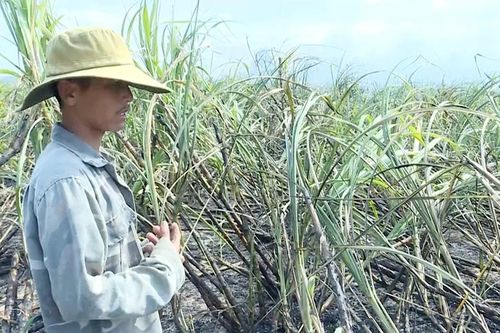 Nguy cơ xảy ra cháy tại vùng nguyên liệu mía phía Tây Gia Lai