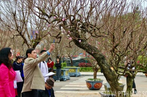 Chấm chọn cây hoa đào đẹp Xứ Lạng năm 2026