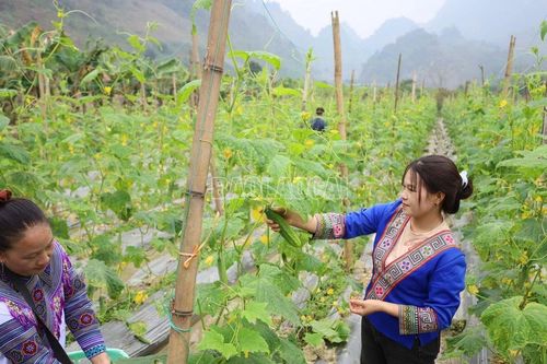 Triển vọng cây dưa chuột vụ 3 ở Phong Hải
