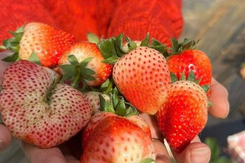 Mộc Châu: Gợi ý lịch trình 3 ngày trải nghiệm mùa hoa mận và hái dâu dịp Tết