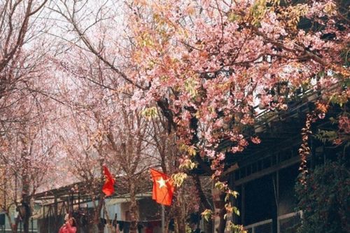 Đà Lạt rực rỡ trong mùa hoa mai anh đào đẹp nhất nhiều năm qua