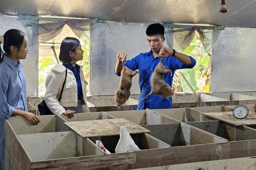Khởi nghiệp với mô hình nuôi dúi