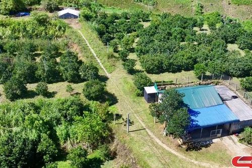 Chăm sóc cây ăn quả sau thu hoạch