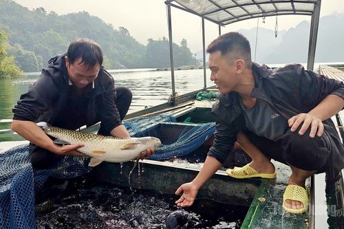 Cá lồng vào vụ Tết