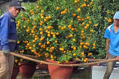 Quất Tết Hội An được giá, 'phủ sóng' khắp miền Trung