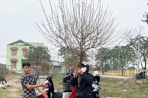 Ninh Bình: Nhộn nhịp làng đào phai Trung Sơn những ngày giáp Tết