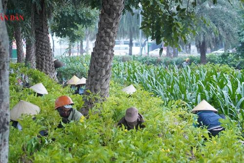 Công viên hồ điều hòa Mai Dịch 'khoác áo mới' phục vụ Tết Nguyên đán