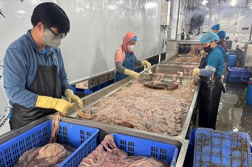 Cận cảnh cơ sở sơ chế lòng lợn bẩn