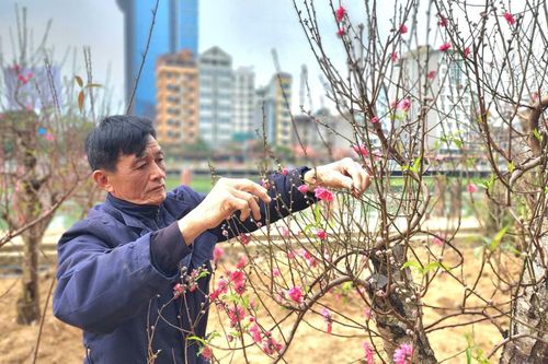 Hoa đào đua nở gọi xuân về