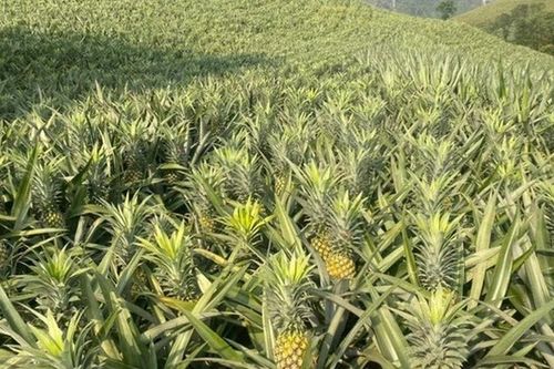 Đi chợ thấy quả này đừng tiếc tiền: Rẻ, ngon, gần như không có thuốc trừ sâu, ăn vào lợi đủ đường
