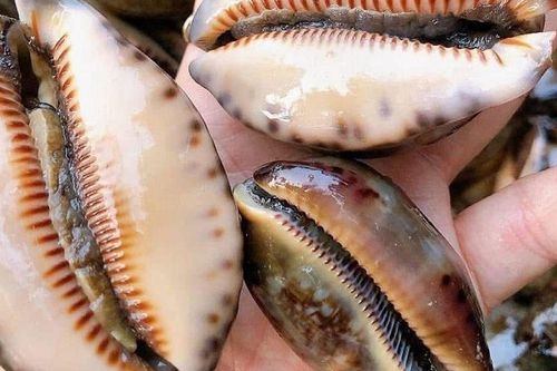 Nghe tên đã ngại gọi, nhìn hình còn 'nóng mặt': Loài ốc miền Trung được dân sành ăn săn lùng khắp nơi, giá tăng gấp nhiều lần