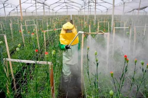 Mối nguy ẩn sau những cánh hoa được nhuộm màu: Kỳ 3: Cẩn trọng khi chọn hoa nhuộm