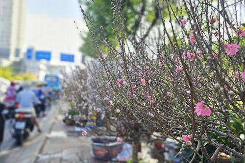 Hoa đào 'đổ bộ' TP.HCM, giá giảm nhưng người mua chưa vội xuống tiền
