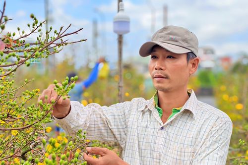 Thủ phủ mai vàng tại Gia Lai: Mai Tết 'tràn đường' ngóng người mua