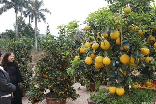 Bưởi vàng xuống phố, báo hiệu mùa Tết đã rất gần