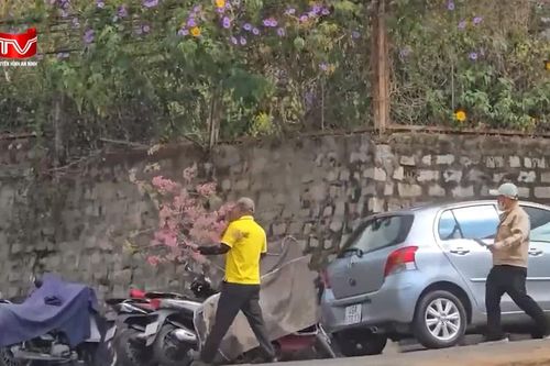 Ngang nhiên chặt mai anh đào trên phố về chơi Tết