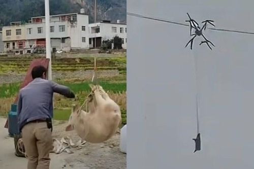 Cả làng TQ gặp họa vì drone chở lợn vướng điện cao thế