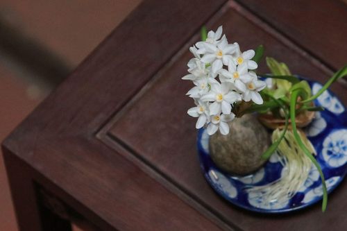 Thú chơi hoa thủy tiên cầu kỳ của người Hà Nội