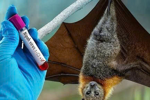 Không chủ quan trước virus Nipah