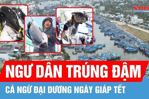 Ngư dân trúng cá ngừ đại dương những ngày giáp tết