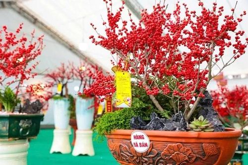 Ngắm đào đông đỏ trăm triệu đồng 'xuống phố' đón Tết