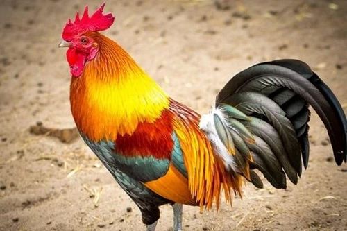 Cuối tháng 2 Thần Tài điểm mặt, 3 con giáp gánh vàng nặng vai