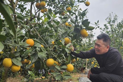 Cam 'tiến vua' vào vụ đón Tết: Giữ từng quả như giữ vàng