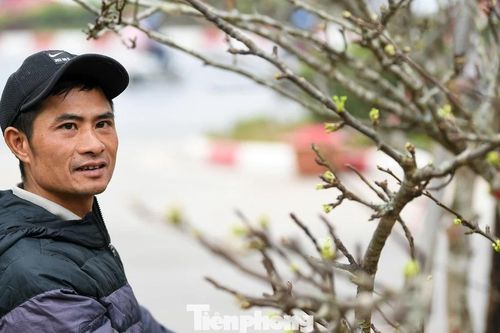 Theo chân tiểu thương ăn ngủ cùng đào quất ở chợ hoa Tết Hà Nội