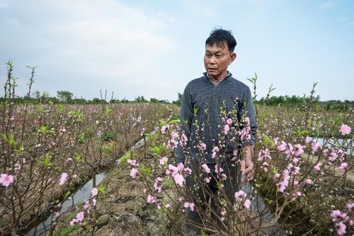 Đào nở sớm, nhiều chủ vườn ở Ninh Bình lo thất thu