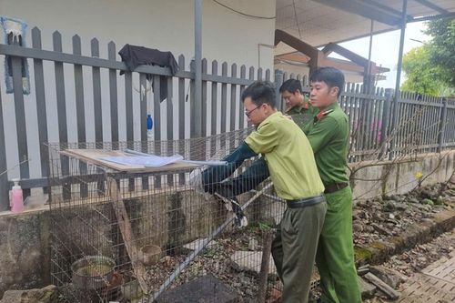 Tiếp nhận, thả động vật rừng quý hiếm về tự nhiên