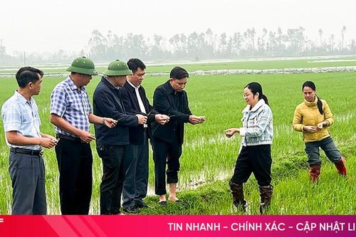 Nông dân Đức Quang đảm bảo an toàn cho gần 1.200 ha lúa xuân