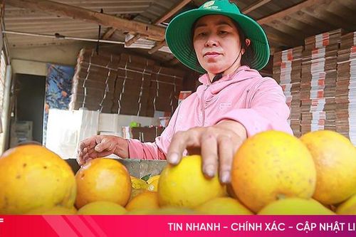 Theo chân nhà vườn 'đếm quả tính tiền' mùa cam Tết
