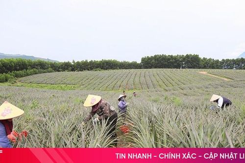 17 xã ở Hà Tĩnh đăng ký trồng hơn 653ha dứa liên kết