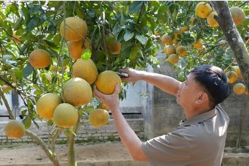 Thái Nguyên: Ngọt ngào vị bưởi vùng cao Tràng Xá