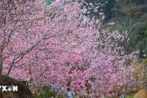 Mai anh đào nở rộ tại Măng Đen
