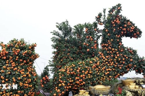 Sắc vàng tại làng nghề truyền thống quất cảnh Mễ Sở