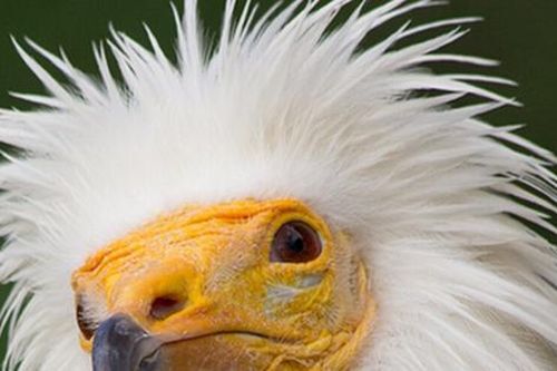 Loài vật quý hiếm bậc nhất hành tinh, tuyệt tích hơn 150 năm bất ngờ 'tái xuất' nhờ cách đặc biệt