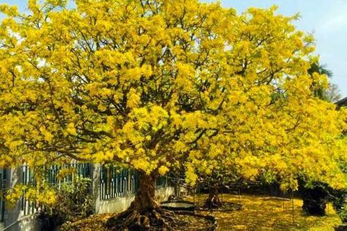 Khách đại gia ngã giá 10 tỷ đồng cho cây mai 129 tuổi, chủ nhân chưa gật đầu