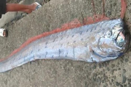 Ngư dân bắt được cá mái chèo khổng lồ dài 3 mét trên biển