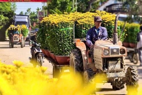 Hoa cúc 'nhuộm vàng' làng quê những ngày giáp Tết