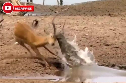 Sừng dài hóa 'tử huyệt', linh dương Impala bỏ mạng dưới hàm cá sấu