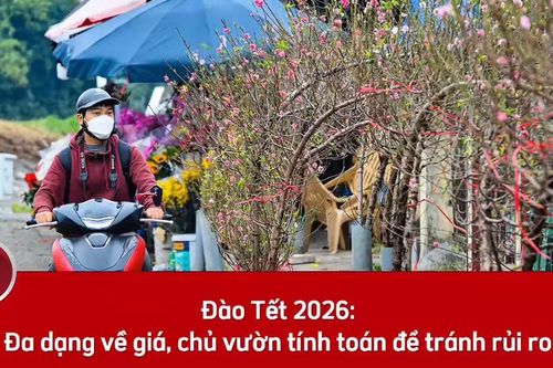 Đào Tết 2026: Đa dạng về giá, chủ vườn tính toán để tránh rủi ro