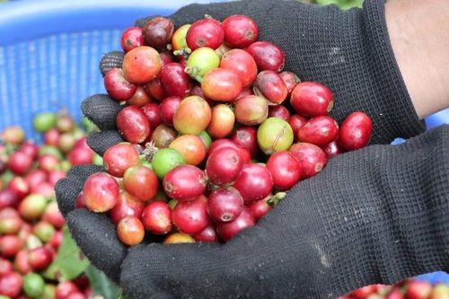 Giá nông sản hôm nay (6/2): Giá cà phê tiếp tục giảm mạnh, hồ tiêu neo ở mức cao