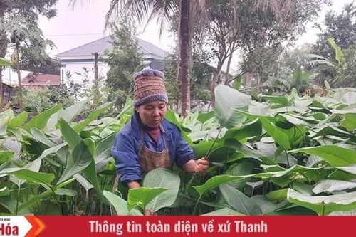'Lửa tết' (Bài 1): Thấy lá dong là thấy tết...