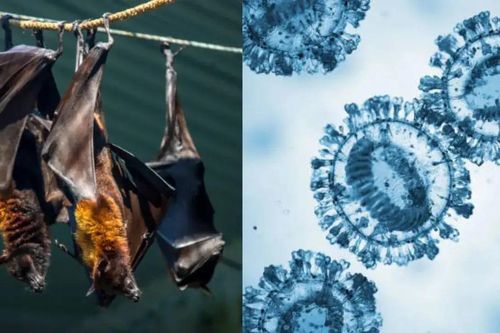 Bangladesh phát hiện virus mới khi rà soát các ca nghi nhiễm Nipah
