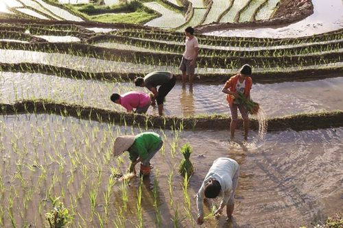 Sản xuất nông, lâm, thủy sản tháng 1 khởi sắc