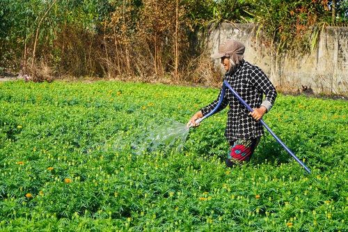 Tết sớm ở Hòa Điền