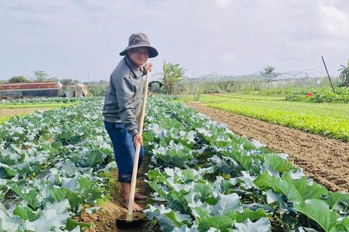 Xanh thắm những làng rau